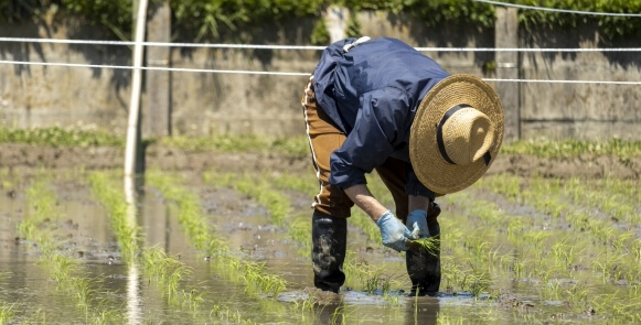 手で苗を植えている様子